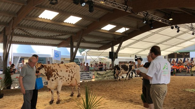 Concours d’élevage Euh la normande