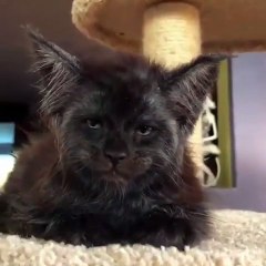 Sosyal medya o kedinin görüntülerini konuşuyor...