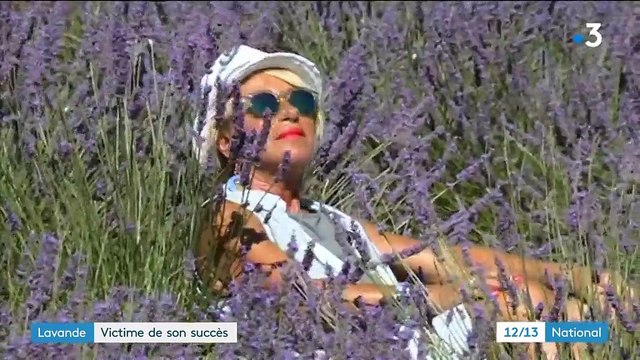 Lavande : une plante victime de son succès
