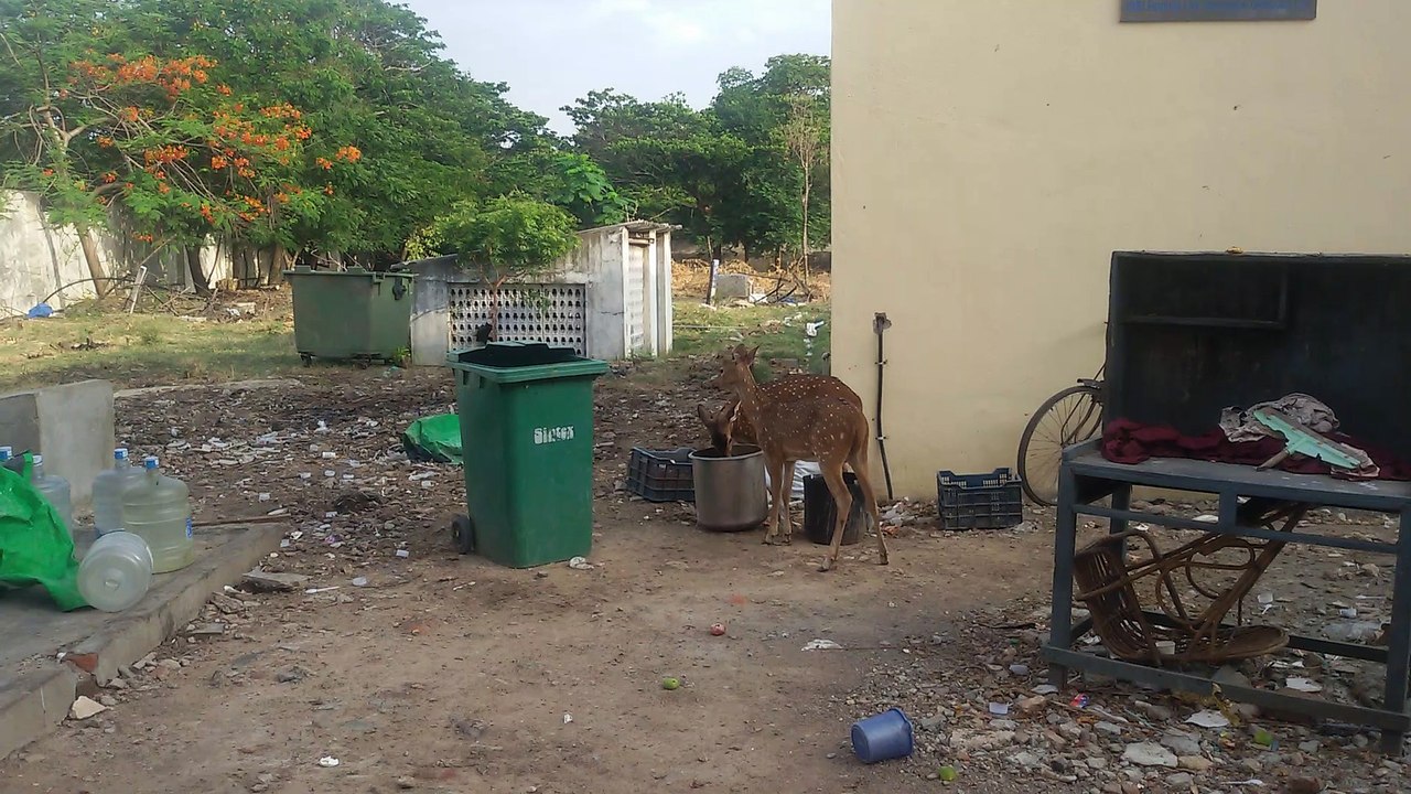Deers in a hunger mode in VHS Hospital,Chennai,India..