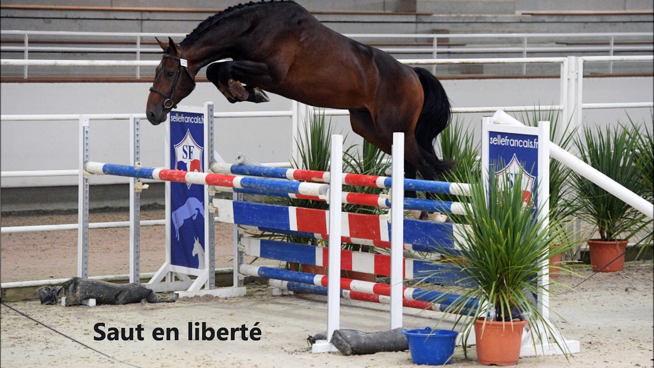 Falkho des Edènes Régional des Etalons 3 ans