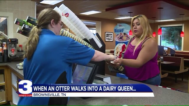 Otter Casually Walks into Tennessee Dairy Queen