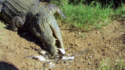 Cette maman crocodile met ses petits dans la bouche pour les transporter à la rivière
