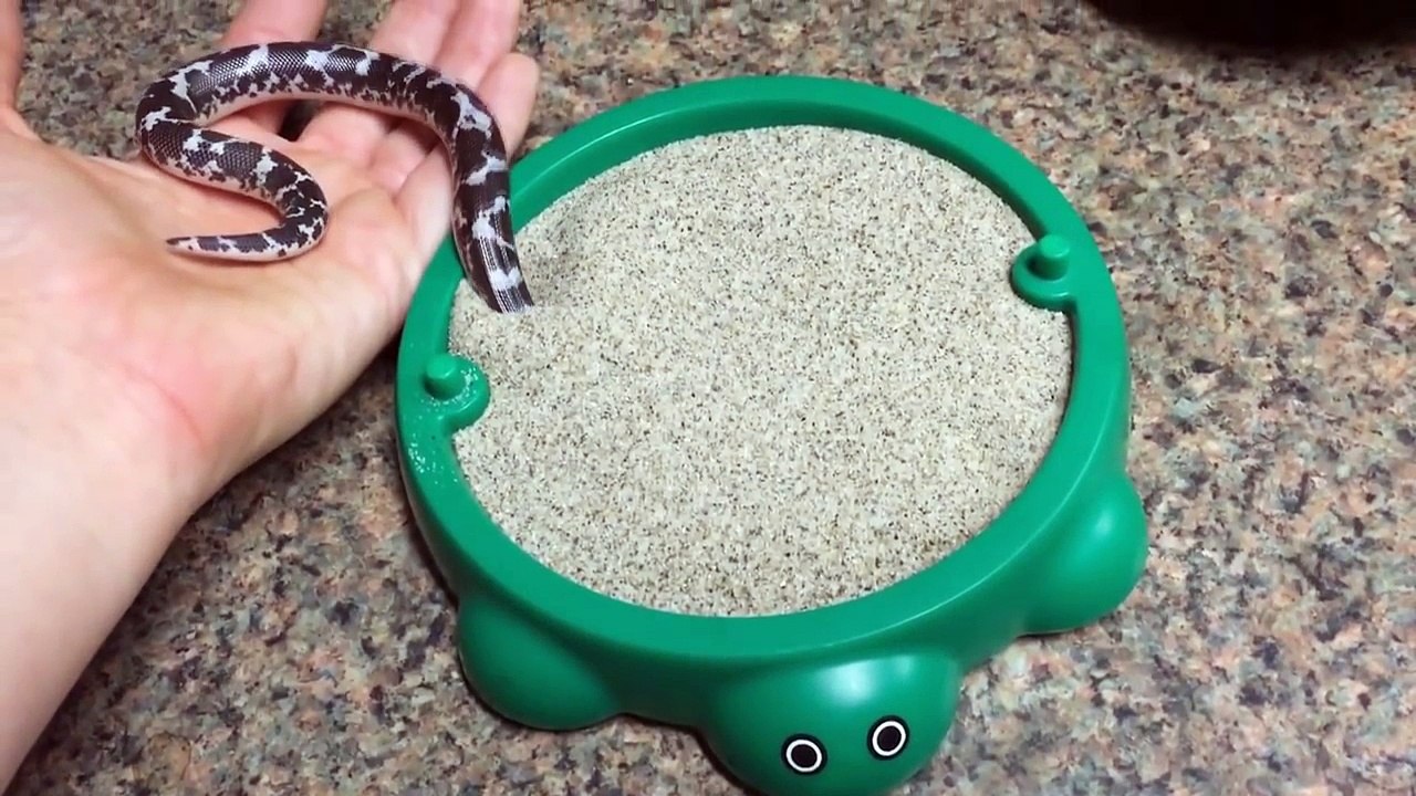 Ce petit serpent joue dans son bac à sable et c'est trop mignon