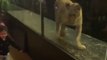 Un bar à chicha d'Istambul enferme un lion dans sa vitrine pour attirer les clients