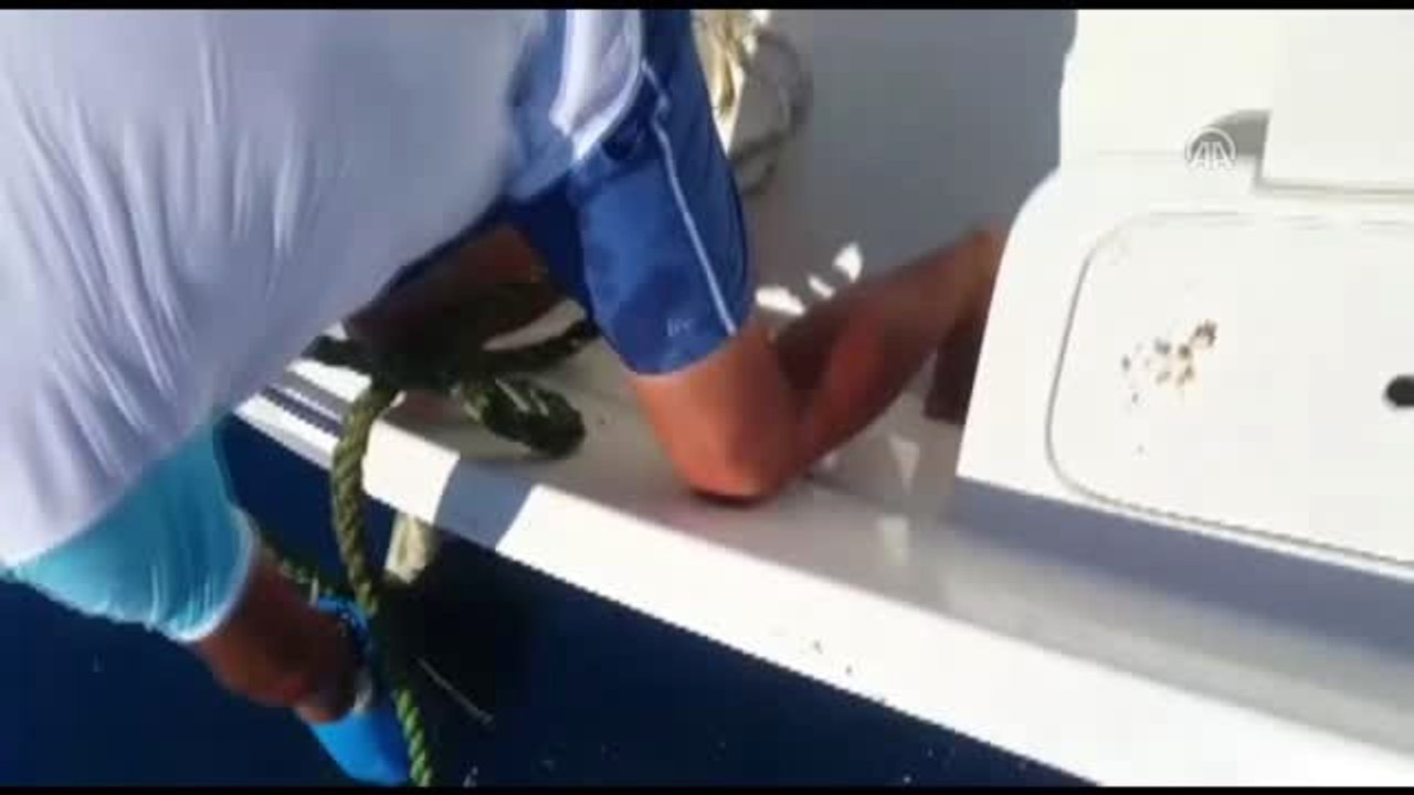 Şamandıra İpine Takılan Deniz Kaplumbağası Kurtarıldı