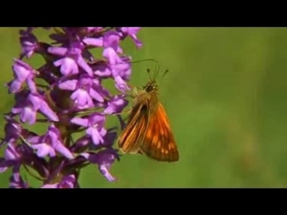 OGM = Chermau-LePollen de la discorde[2]
