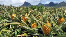 Intelligent Technology Smart Farming: Papaya, Passion fruit, Pineapple, Lemon juice extraction