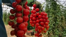 Intelligent Technology Smart Farming: Cucumber Processing