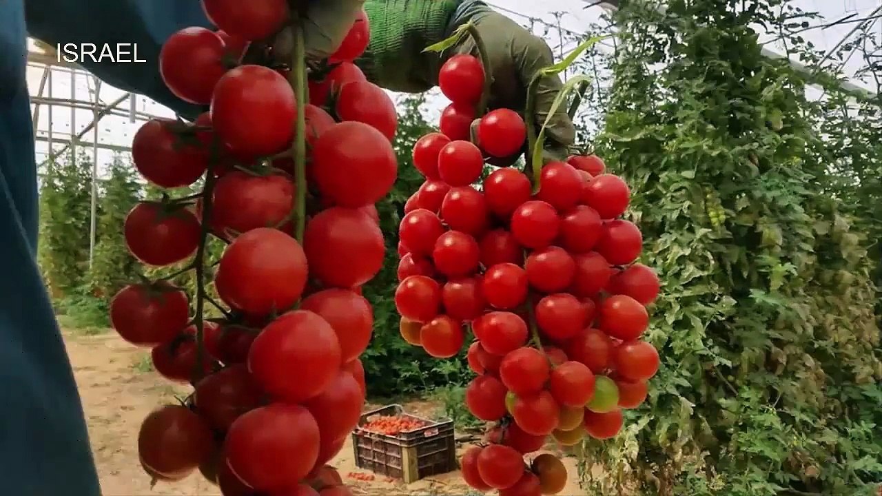 Intelligent Technology Smart Farming: Tea processing inside the factory