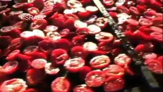 Modern Machines Equipment Technology: Making Dried Tomatoes