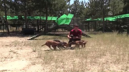 İz Takip Köpeklerimiz İçin İlk 12 Saat Çok Önemli" (1)