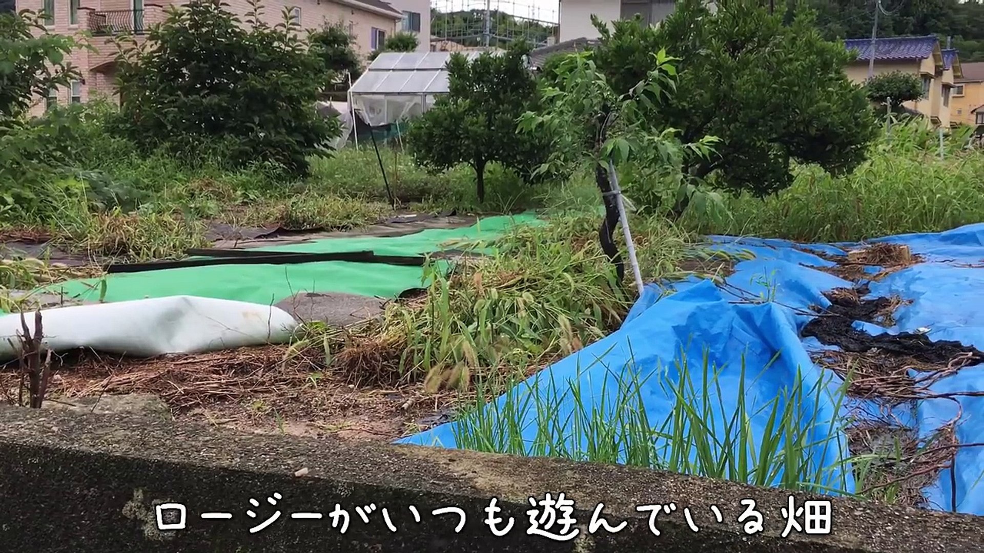 広島 大雨災害 ロージー達は無事です トイプードルのロージー シェリ ジェム 動画 Dailymotion