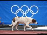 Sochi Killing Stray Dogs Ahead of the Olympics