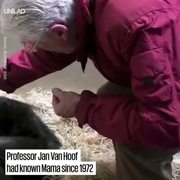 Dying Chimp Meets Old Friend