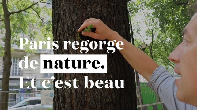 Coccinelles, fourmis, diptères... Paris regorge de nature, et c'est beau