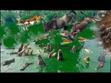 Crocodile Hunting Wildebeest, Gazelle Swimming  Diving On The River