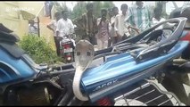 Hissing cobra tries to hitch ride on back of motorbike