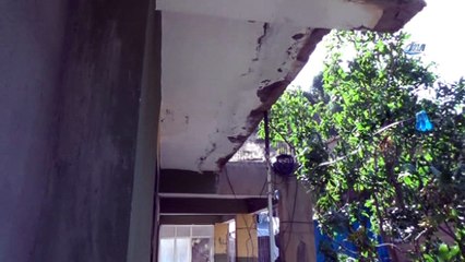 Yarasalar evleri istila etti