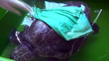 Hatay MKÜ Veterinerlik Fakültesi deniz kaplumbağalarına şifa dağıtıyor