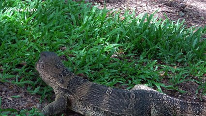 Monitor lizard swallows freshwater turtle whole