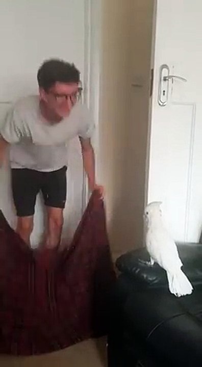 Il teste la réaction de son cacatoès en disparaissant derrière un drap