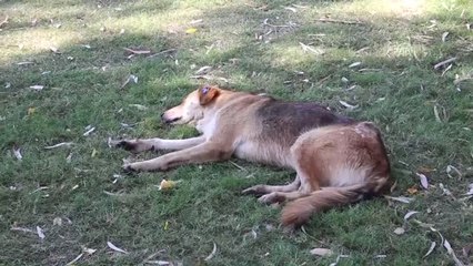 Aşırı Nem Sokak Hayvanlarını Olumsuz Etkiledi