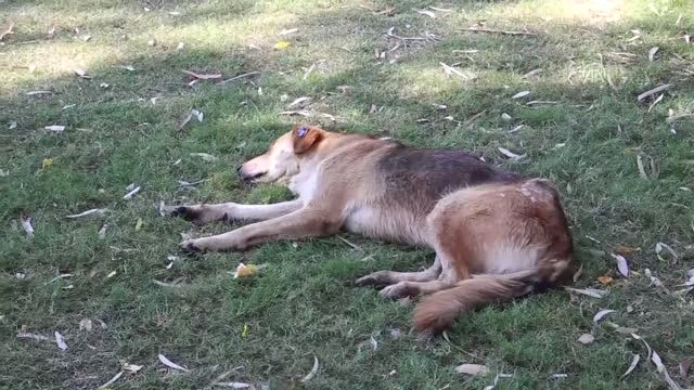 Aşırı Nem Sokak Hayvanlarını Olumsuz Etkiledi
