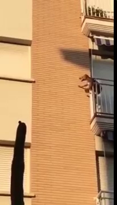 Cão em desespero atira-se da varanda depois de passar horas sem água!