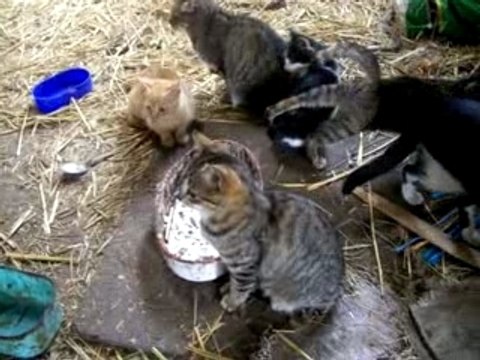 Quelques chats à la ferme