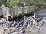 L'heure du repas dans une ferme d'alligators...