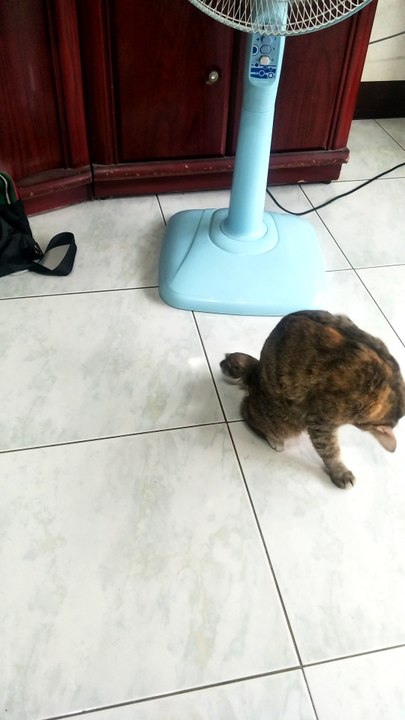 If Neymar Was a Cat