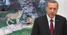 Cumhurbaşkanı Erdoğan'ın Aslanlarını Duyan Vatandaşlar Hayvanat Bahçesine Akın Ediyor