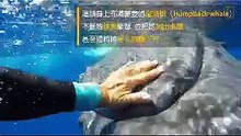 罕見畫面：潛水遇鯊魚 鯨魚「即刻救援」