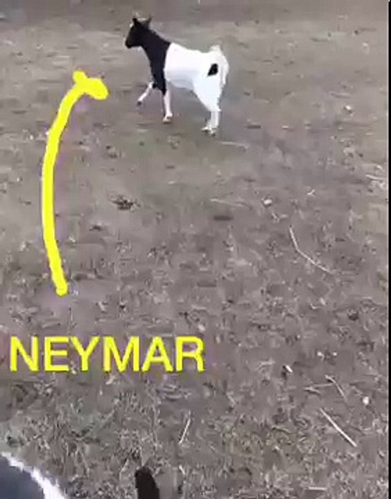 neymar in the world cup acted by a goat (funny video)