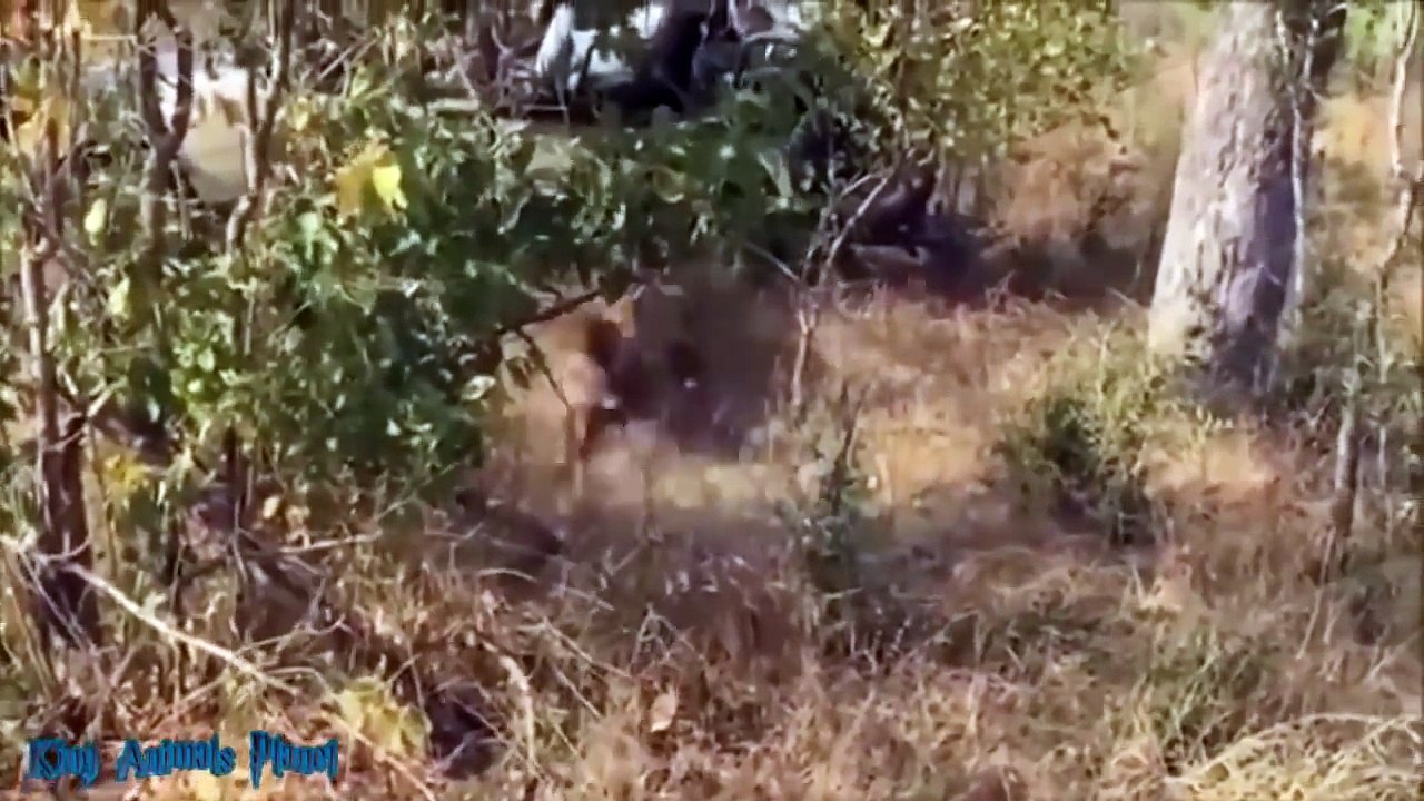 Big Battle LION Power Leopard Knock Eagle Save Baby Fail Crocodile vs Otter