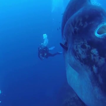 Des plongeurs rencontrent un Mola Mola (Sunfish) géant... Impressionnant