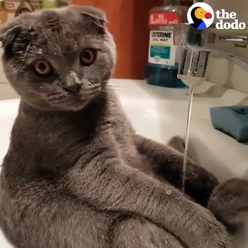Cat Loves Taking Showers In The Sink The Dodo