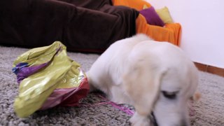 Bailey Golden Retriever and Peppa Pig Balloon
