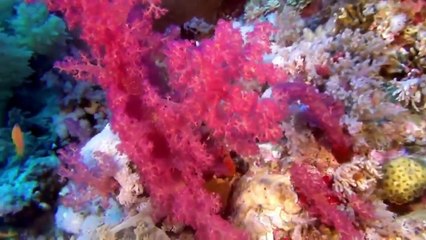 Das Leben zwischen den Korallenriffen Doku