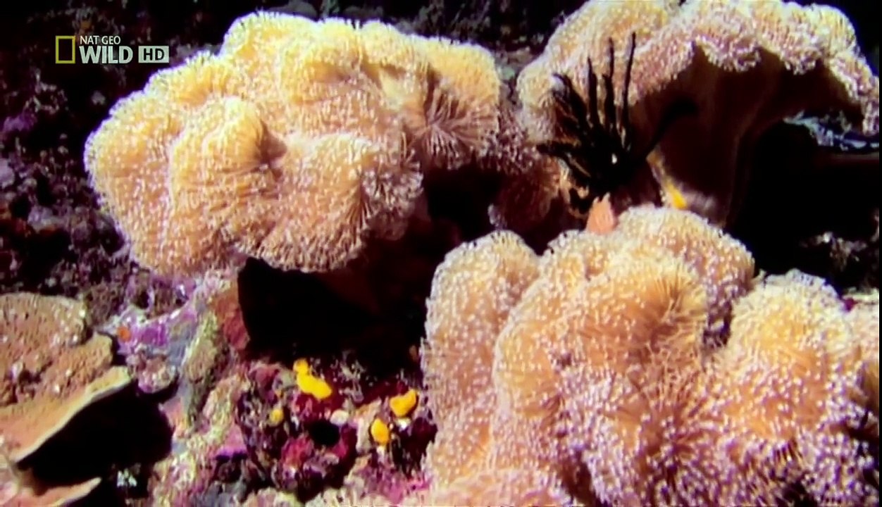 National Geographic Wild HD I Wilde Paradiese 15 Palau Paradiese am Rande des Pazifiks