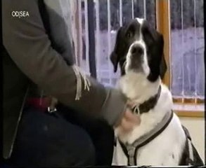 Cortisol canino: Ansiedad por separacion (Hemisferio cerebral derecho)