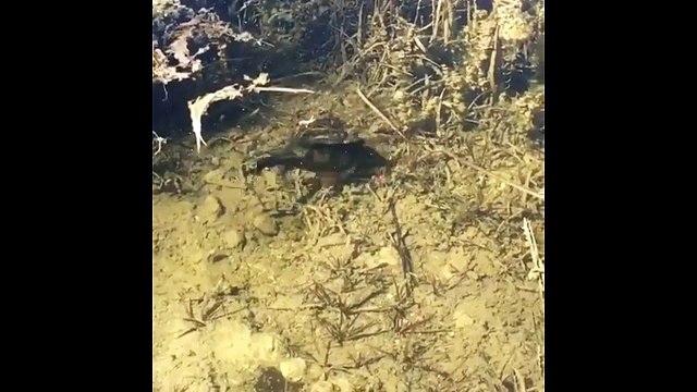 Beautiful Colorful Fish - Peacock Bass