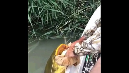 Giant albino wels catfish.