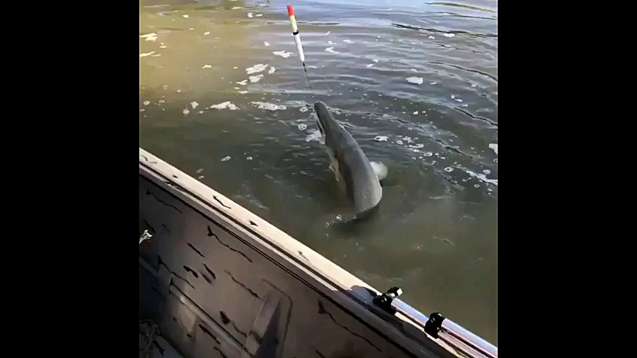 Fight With Alligator Gar Fish