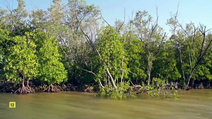 Documental | Sudáfrica TIERRA DE GIGANTES