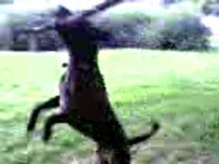 le chien d'ivo salto