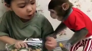 Kid Play with Cute monkey