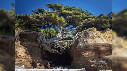 16  Badass Trees That Just Won’t Give Up