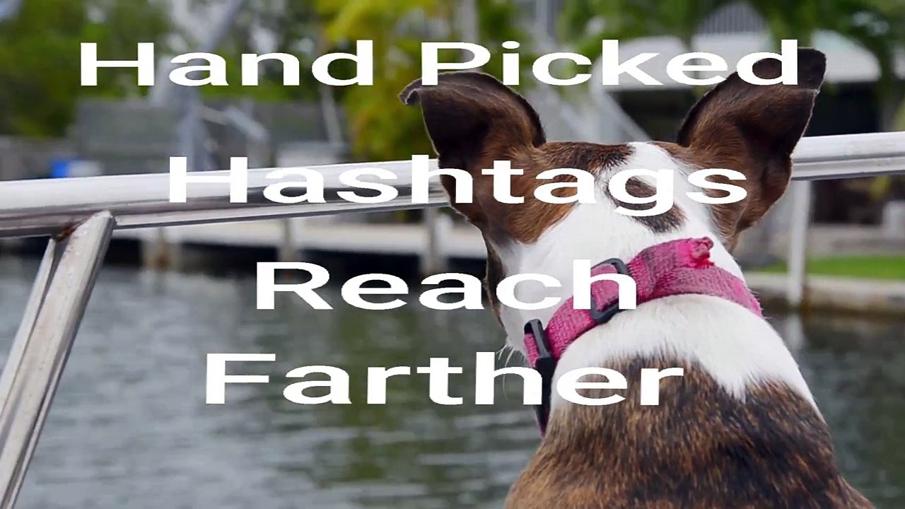 Dog Hashtags Most Popular Hashtags Best Dog Hashtags! video
